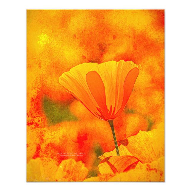 Impression Photo Golden Orange California Poppy "Terre D'Orange" (Devant)