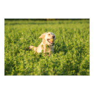 Impression Photo Golden Retriever in Fields