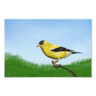 Impression Photo Goldfinch