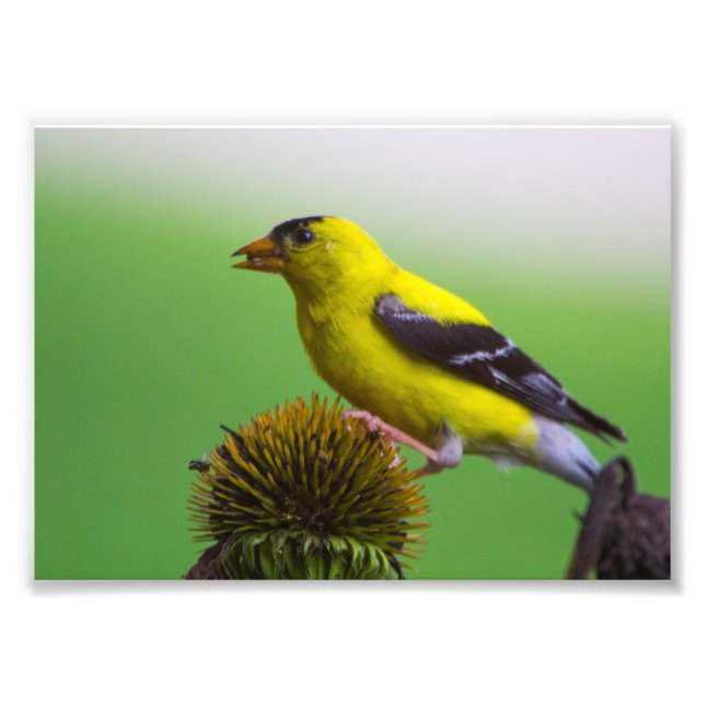 Impression Photo Goldfinch mangeant des graines de confleur (Devant)