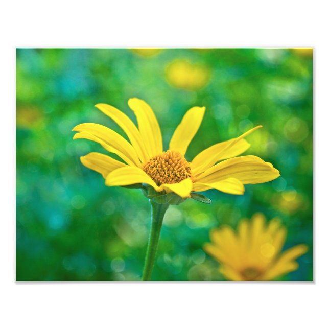 Impression Photo Goldie (Devant)