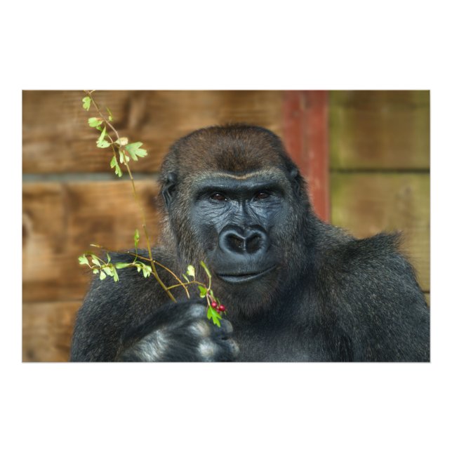 Impression Photo Gorilla Et Ses Berries (Devant)