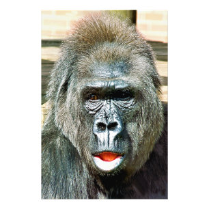 IMPRESSION PHOTO GORILLA FRAÎCHE
