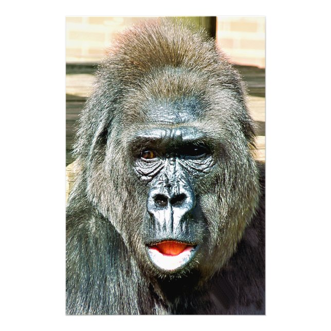 IMPRESSION PHOTO GORILLA FRAÎCHE (Devant)