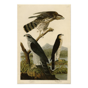 Impression Photo Goshawk, Stanley Hawk, Audubon's Birds of America