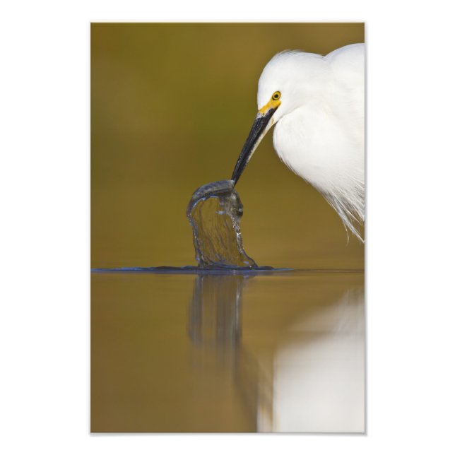 Impression Photo Gotcha (Devant)