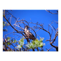 Gould Mesa Trail, CA