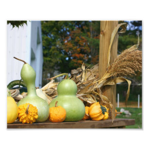 Impression Photo Gourds Corn Stalks Agritourisme Stand Automne 8x10