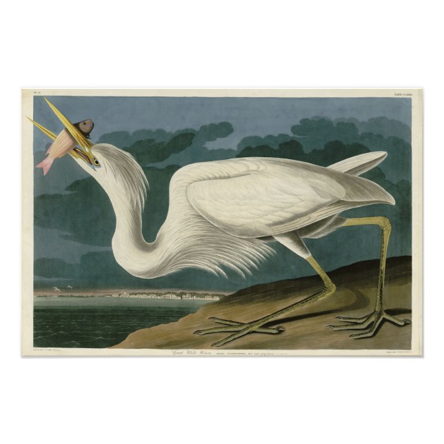 Impression Photo Grand héron blanc, des oiseaux d'Amérique d'Audubo (Devant)