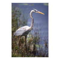 Grand Héron bleu oiseau aquatique