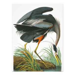 Impression Photo Grand héron bleu par John James Audubon