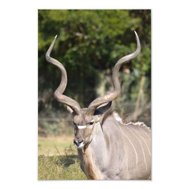 Impression Photo Grand Kudu (Devant)