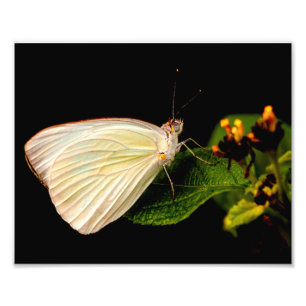 Impression Photo Grand Papillon blanc du sud sur les feuilles verts
