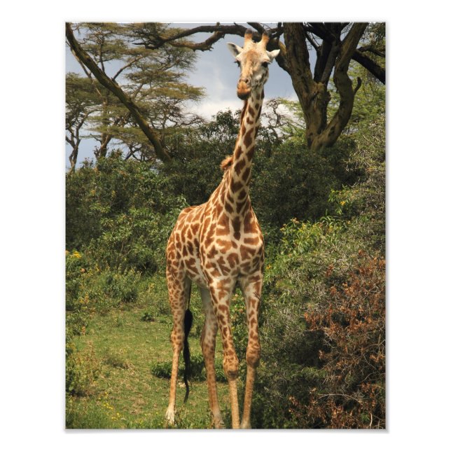 Impression Photo Grande Giraffe dans les buissons (Devant)