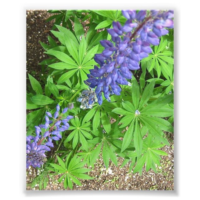 Impression Photo Grande Lupin (Devant)
