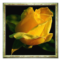 Grande rose jaune