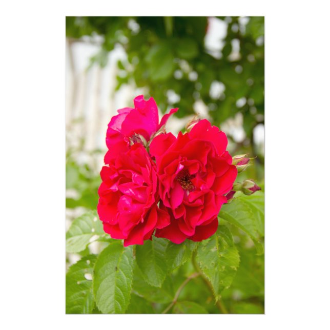 Impression Photo Grandes roses rouges dans le jardin (Devant)