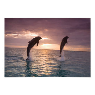 Impression Photo Grands dauphins Tursiops truncatus