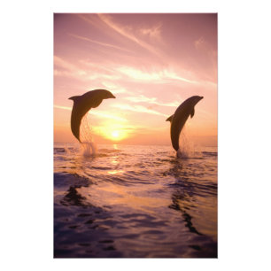 Impression Photo Grands dauphins Tursiops truncatus