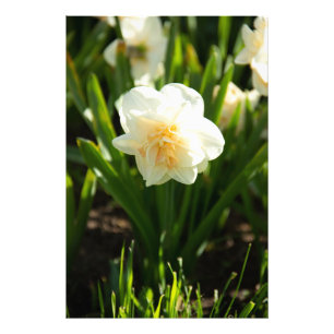 Impression Photo Grands narcisses blancs par un jour de printemps 