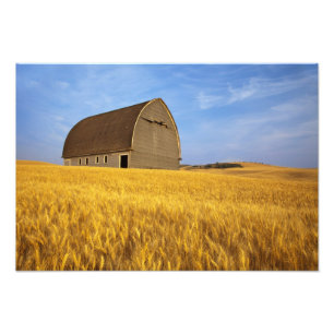 Impression Photo Grange ancienne rustique dans un champ de blé mûr 