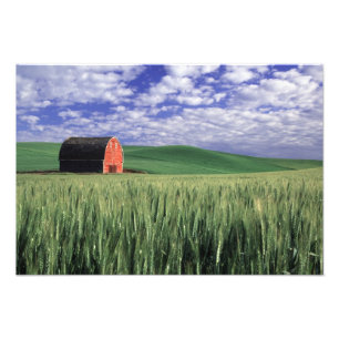 Impression Photo Grange rouge dans le domaine de blé et d'orge en