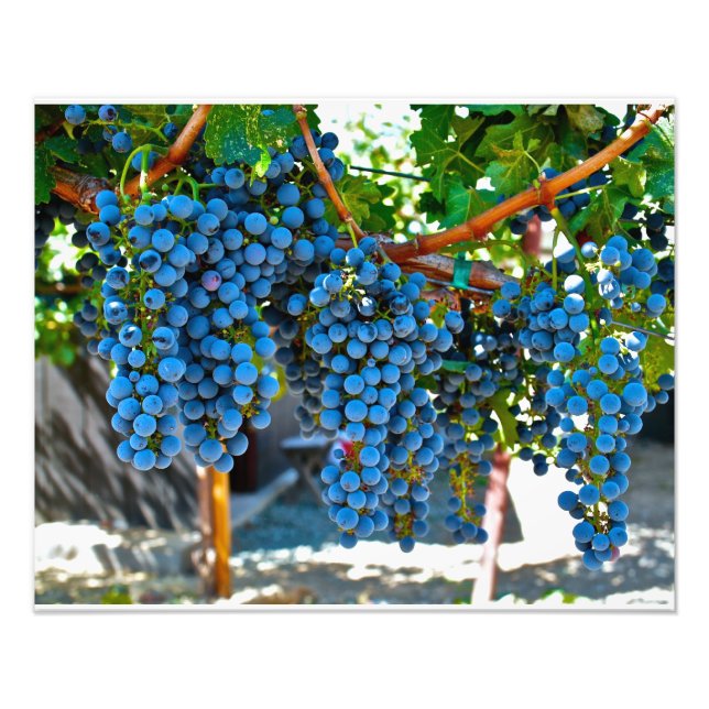 Impression Photo Grappes de Napa Valley (Devant)