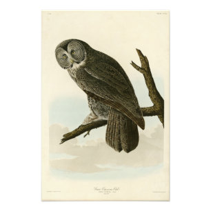 Impression Photo Great Cinereous Owl from Audubon Birds of America