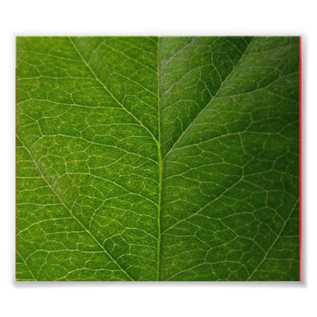 Impression Photo Green leaf (Devant)