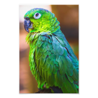 Impression Photo Green parrot