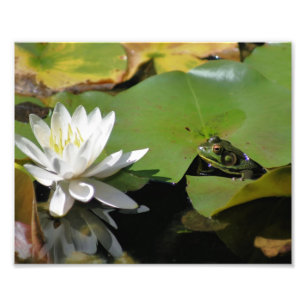Impression Photo Grenouille Admirant L'Eau Lily Lotus Fleur 8x10 Na