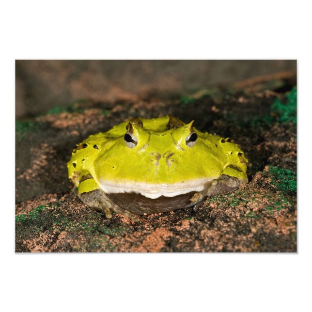 Impression Photo Grenouille corne brésilienne, Ceratophrys cornuta, (Devant)