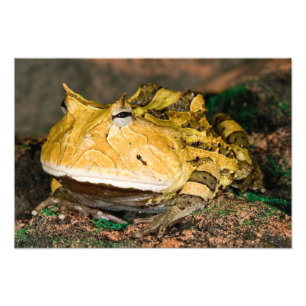 Impression Photo Grenouille cornu du Brésil, Ceratophrys cornuta, 3