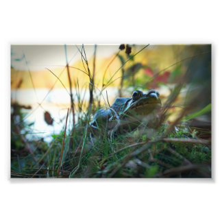 Impression Photo Grenouille dans les mauvaises herbes Imprimer