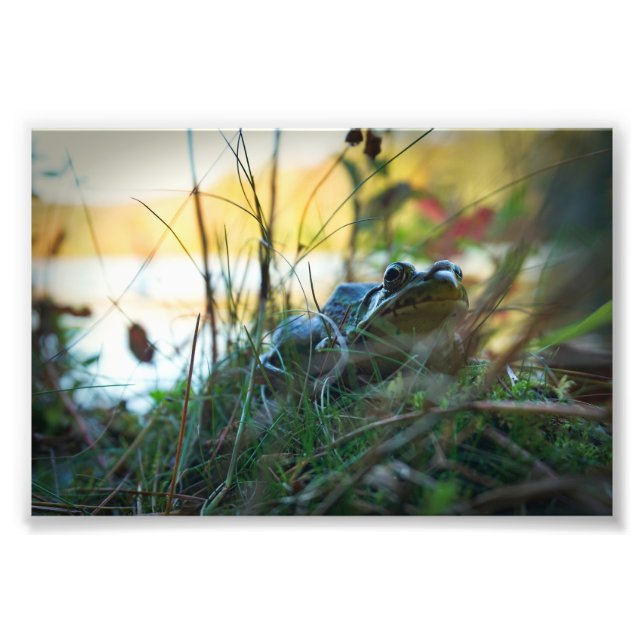 Impression Photo Grenouille dans les mauvaises herbes Imprimer (Devant)