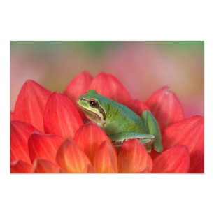 Impression Photo Grenouille des arbres du Pacifique sur les fleurs 