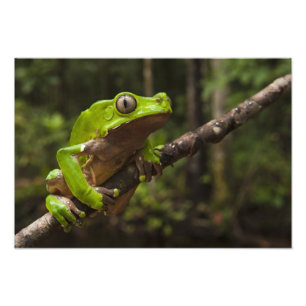 Impression Photo grenouille géante à feuilles (Phyllomedusa bicolor
