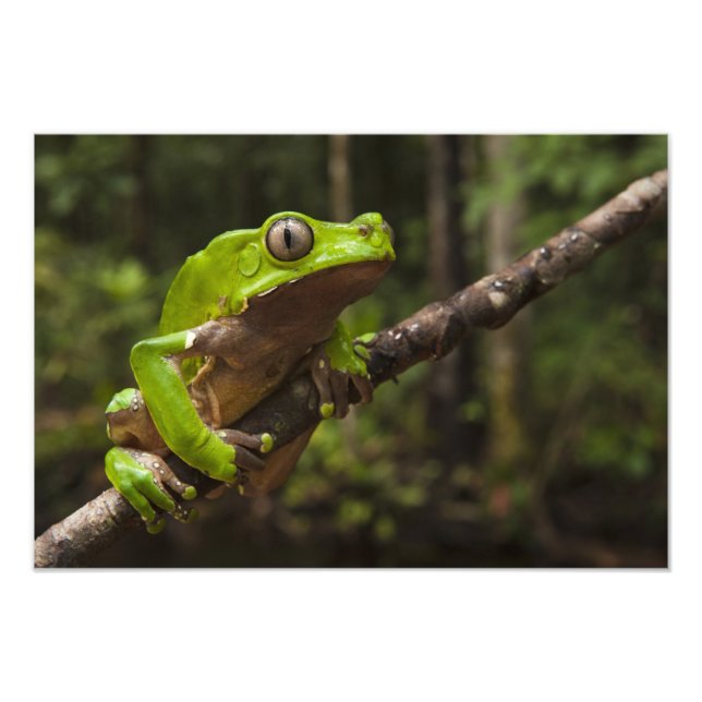 Impression Photo Grenouille géante Phyllomedusa bicolor) 2 (Devant)