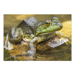 Impression Photo Grenouille le long de la rivière Buffalo, Mile 126