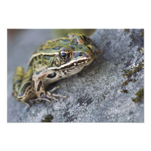 Impression Photo Grenouille léopard du nord, Île transparente,