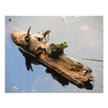 Grenouille sur un journal