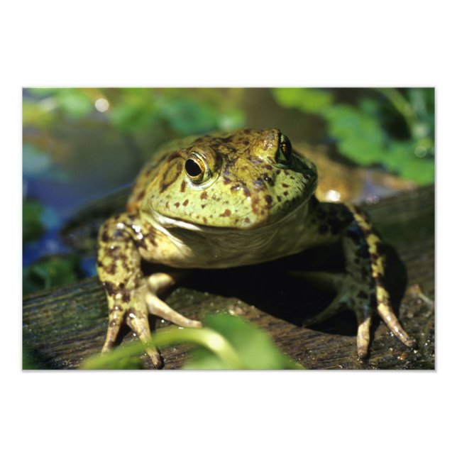 Impression Photo Grenouille taureau. (Devant)