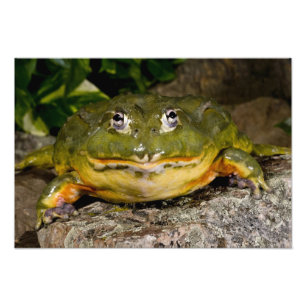 Impression Photo Grenouille-taureau, Pyxicephalus