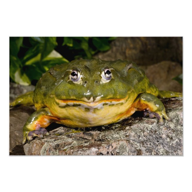 Impression Photo Grenouille-taureau, Pyxicephalus (Devant)