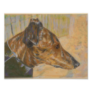 Impression Photo Greyhound à la plage