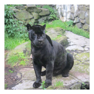 Impression Photo Gros chat Jaguar noir assis sur le rocher