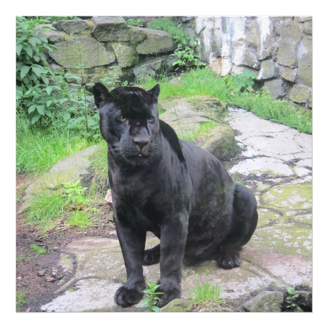 Impression Photo Gros chat Jaguar noir assis sur le rocher (Devant)