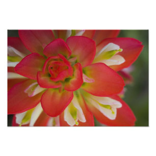 Impression Photo Gros plan du pinceau indien près de Gay Hill,