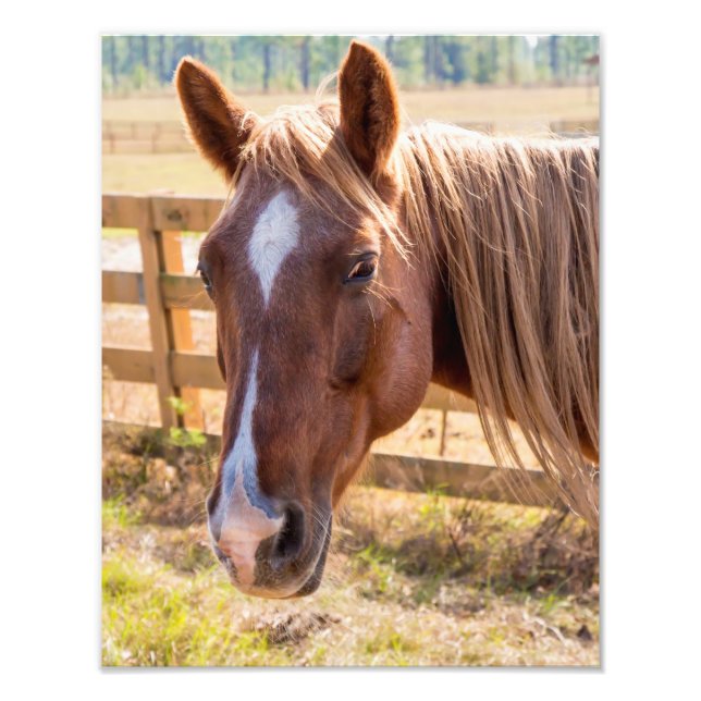Impression Photo Gros plan d'un cheval Brown sur une ferme (Devant)