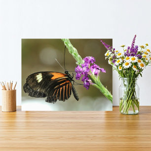 Impression Photo Gros plan papillon sur Verbena Flower